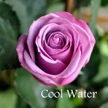 Роза Кул Ватер.Ярким представителем группы голубых роз является сорт Cool Water (Холодная Вода)Замечательное украшение любого сада – цветущий куст розы.  Наиболее востребованными как для украшения праздника , так и для подарка являются розы группы «чайно-гибридные».